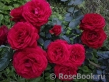Mildred Scheel Mildred Scheel
