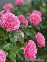 Rosarium Uetersen Rosarium Uetersen