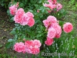 Rosarium Uetersen Rosarium Uetersen