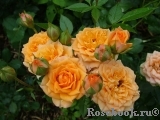 Clementine Clementine