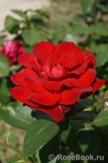 Mildred Scheel Mildred Scheel