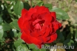 Mildred Scheel Mildred Scheel