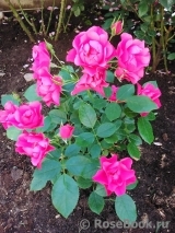 Pink Forest Rose