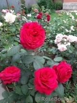 Rose des 4 Vents Rose des 4 Vents