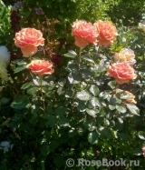 Ashram Ashram