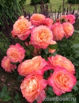 Augusta Luise Augusta Luise