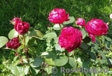 Rose des 4 Vents Rose des 4 Vents
