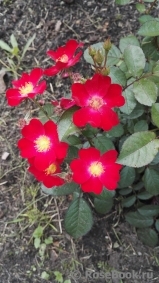 Poppy Rose
