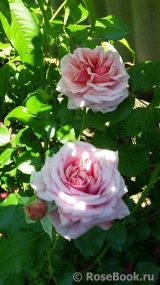 Durance Ancian Rosa