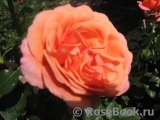 Coral Lions-Rose