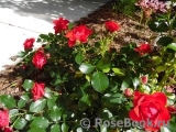 Black Forest Rose ®