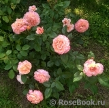 Augusta Luise Augusta Luise