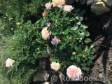 Garden of Roses 