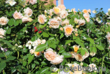 Ginger Syllabub Ginger Syllabub