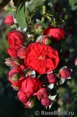 Florentina - Florentina -