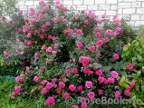 Rosarium Uetersen Rosarium Uetersen