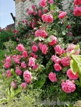 Rosarium Uetersen Rosarium Uetersen