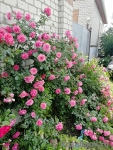 Rosarium Uetersen Rosarium Uetersen