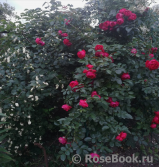 Florentina - Florentina -