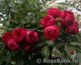 Florentina - Florentina -