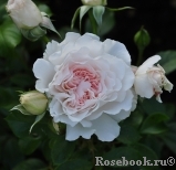 Great North Eastern Rose 