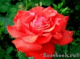 Grande Amore Grande Amore