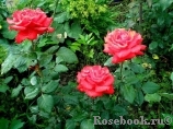 Grande Amore Grande Amore