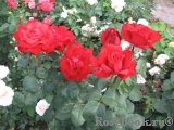 Grande Amore Grande Amore