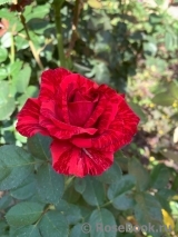 Red Intuition Red Intuition