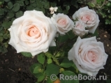 Rosa Belmonte Rosa Belmonte