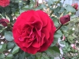 Kordes' Rose Bordeaux ®
