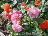 Sommersonne Sommersonne