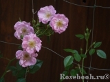 Lakeland Rose