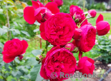 Florentina - Florentina -