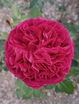 Falstaff® Falstaff®