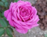 Heidi Klum Rose Heidi Klum Rose
