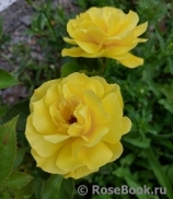 Friesia Friesia