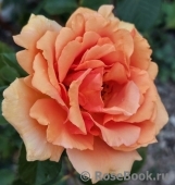 Ashram Ashram