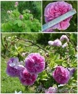Persian Rose