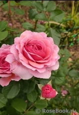 Durance Ancian Rosa