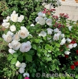 Herzogin Christiana ® Herzogin Christiana ®