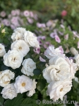 Aspirin Rose Aspirin Rose