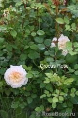 Crocus Rose® Crocus Rose®
