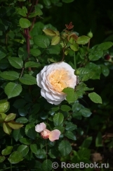 Crocus Rose® Crocus Rose®
