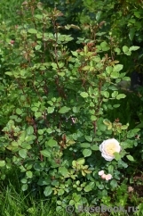 Crocus Rose® Crocus Rose®