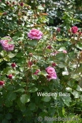 Wedding Bells ® Wedding Bells ®