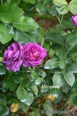 Minerva Minerva