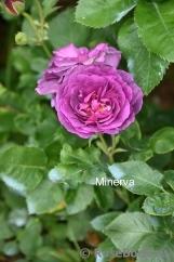 Minerva Minerva