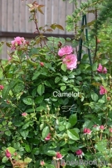Camelot Camelot