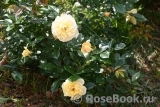 Sunny Rose Sunny Rose